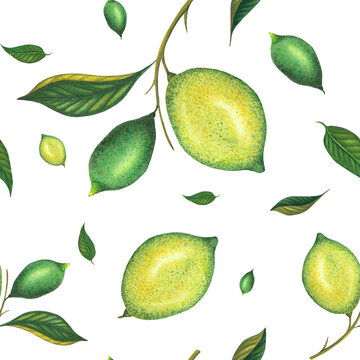 Watercolor seamless lime pattern with green lemons and lime branch with leaves. Hand painted yellow fruits isolated on white background. Fresh citrus illustration for design, print, fabric, decor