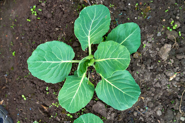 cabbage growing planting hands working in the garden