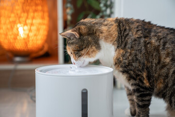 Fototapeta na wymiar Cat drinking from automatic water dispenser. Modern smart drinker for pet. Drinking fountain with replaceable filter, water quantity indicator, filter replacement at home. Prevention of urolithiasis.