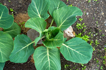 cabbage growing planting hands working in the garden