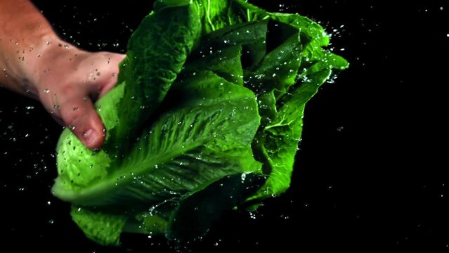 Super slow motion lettuce with water droplets. High quality FullHD footage