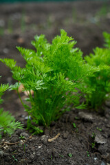 baby carrots growing spring season 
