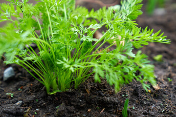 baby carrots growing spring season 
