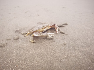 crab on the beach