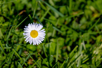 Selective focus of flower Bellis perennis with green grass, Common European species of daisy the family Asteraceae, Small flower of Madeliefje is blooming in the green meadow, Nature floral background