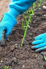 spring onions working hands planting