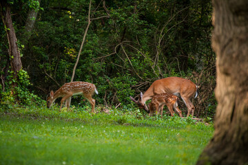 doe and babies