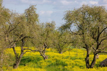 Fototapeta premium Spring landscape, Golden yellow flowers and blue sky, White mustard (Sinapis alba) is an annual plant of the family Brassicaceae, Rapeseed or Oilseed rape, Groeneweg, Schalkwijk, Utrecht, Netherlands.