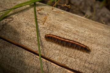 caterpillar