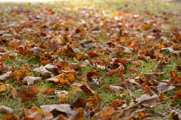 autumn leaves on the ground