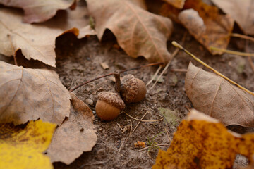 oak leaf and acorns