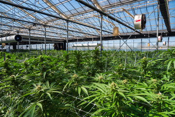 greenhouse with cannabis plants