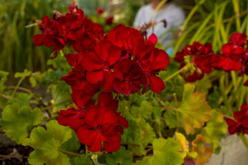 red flowers