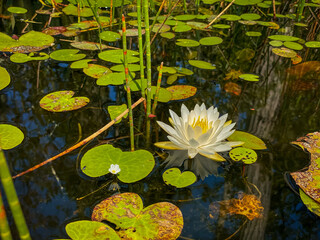 water lily in the pond