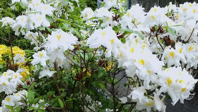 blooming white rhododendron bush in natural park. natural sound