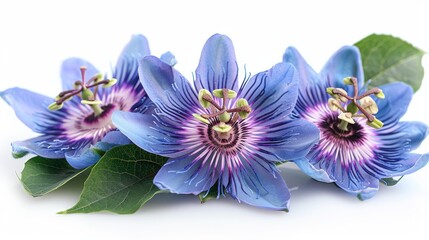 The beautiful flower of the Passiflora (passionflower) isolated on a white background.