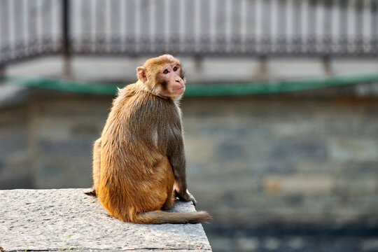 Cute little monkey sits on stone in public park of Nepal against cityscape backdrop and gazed curiously around, symbolizing harmonious coexistence of wildlife and humanity, copy space