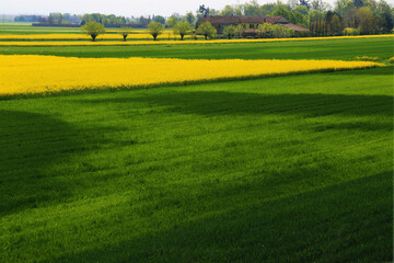 Living between green and yellow, Alessandria Piedmont, Italy.