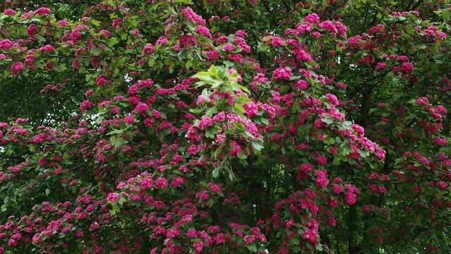 Flowering of a beautiful red hawthorn tree. blooming hawthorn Scarlet. natural sound