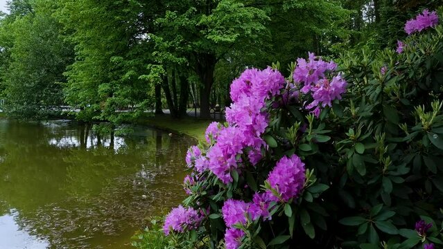 blooming pink rhododendron bush in natural park. zoo park in Chorzow, Poland. natural sound