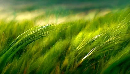 Crédence de cuisine en verre imprimé Herbe grass field background green grass green background