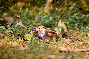 Charming little chipmunk looking for leftovers in candy bar wrapper against green vegetation...