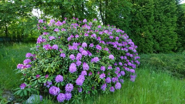 blooming purple rhododendron bush in natural park. natural sound