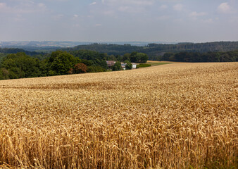 A golden wheat field in Germany, showcasing the beauty of rural landscapes and the importance of agriculture