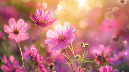 Foto op Canvas A close up of a field full of pink flowers with sunlight shining through, AI © starush
