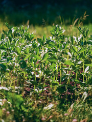 Fresh green beans grow in a open garden on a warm sunny day. Organic food product. Farm and agriculture. Hobby or professional trade. Selective focus.