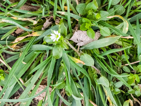 Small white flowers of Stellaria media, chickweed. Floral natural background