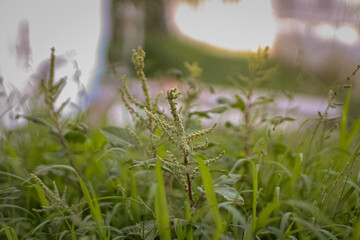 Naturaleza