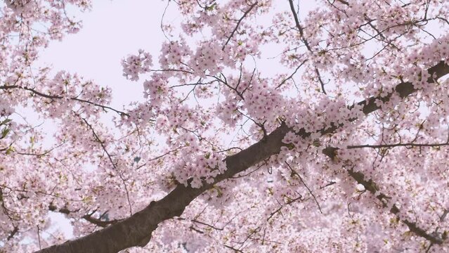 Low angle looking up at spring pink cherry blossom tree branch slow motion
