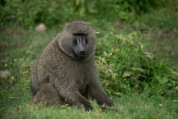 Olive baboon in naivasha kenya