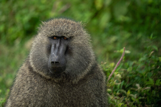 Olive baboon in naivasha kenya