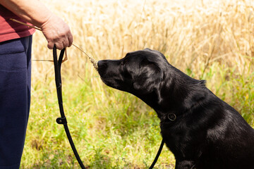Black Labrador sitting calmly on a leash in a picturesque wheat field, embodying the peacefulness...
