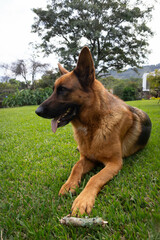 German shepherd portrait on green background