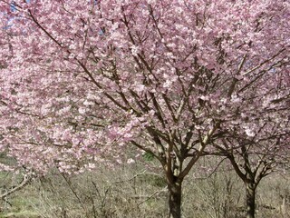 Fototapeta premium pink cherry blossom tree 