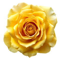 Close-up of a beautiful vibrant yellow rose, isolated on a white background. Perfect for use as a romantic gift or for decoration.