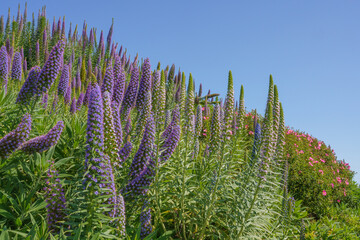 Pride of Madeira flowers bask in the warm glow of a sunlit day, clear blue sky in the background.