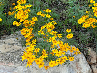Mountain Marigold or Lemmons marigold (lat.- Tagetes lemmonii)