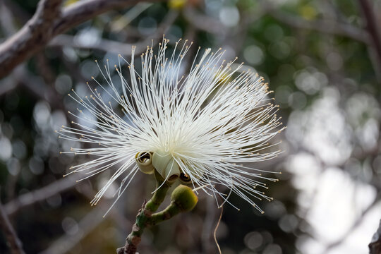 Shaving brush tree or amapolla tree (lat.- pseudobombax ellipticum)