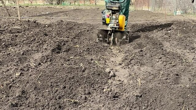 An elderly farmer runs a cultivator for ploughing the beds spring day in the backyard on a farm. A senior man with a walk-behind tractor works in the backyard outdoor