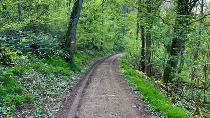 Inviting Forest Trail Winding Through Early Spring Woodland, Fresh Greenery Accenting the Path