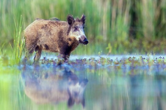 Wild boar (Sus scrofa) standing in water, with own mirror image, Biosphere Reserve Mittelelbe, Saxony-Anhalt, Germany, Europe