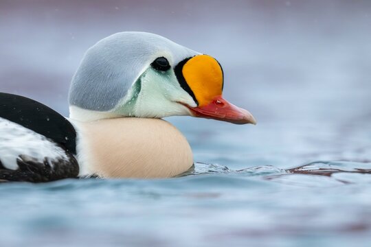 King eider (Somateria spectabilis), male, Batsfjord, Batsfjord, Varanger Peninsula, Finnmark, Northern Norway, Norway, Europe