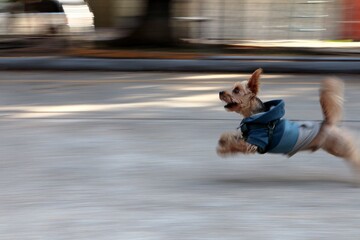 Perro yorkshire corriendo a toda velocidad - obrazy, fototapety, plakaty