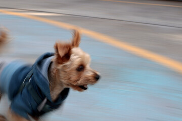 Perro yorkshire corriendo a toda velocidad