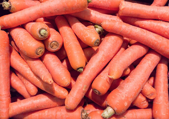 Close-up of some tasty and colorful carrots.