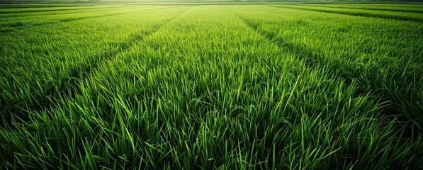 Foto auf Acrylglas Gras A large green grass field 